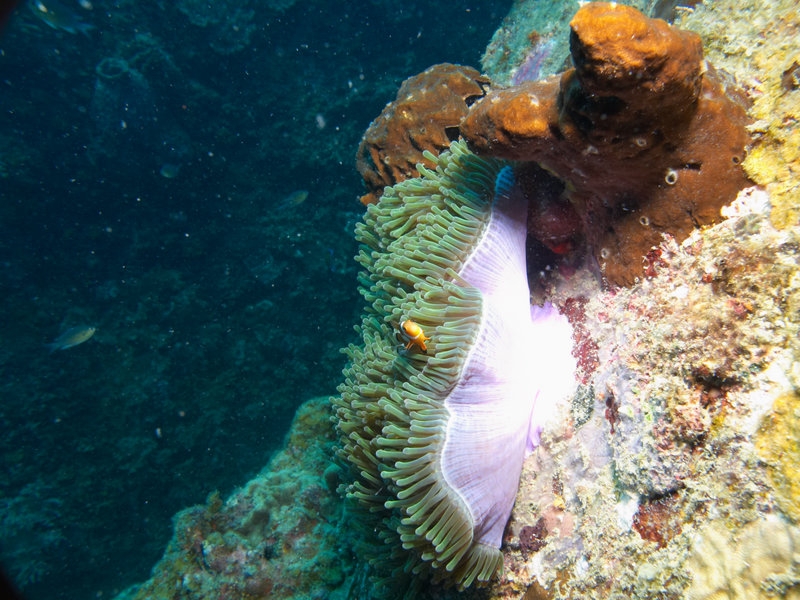 Clown Fish